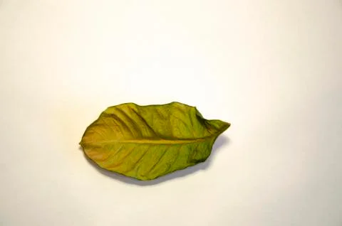 Dried lemon leaf on a white background 写真素材