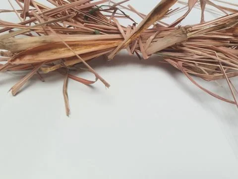 Dried lemongrass bundle on top border with copy space Stock Photos