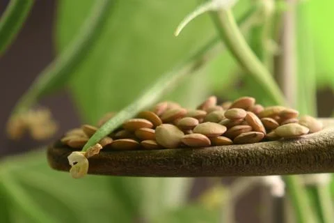 Dried lentils in the spoon Stock Photos