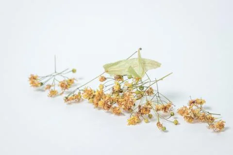 Dried linden tree on a white background. A bunch of dried linden.  Stock Photos