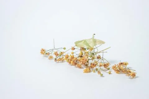 Dried linden tree on a white background. A bunch of dried linden.  Stock Photos