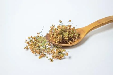 Dried linden tree on a white background. A bunch of dried linden on a wooden spo Stock Photos
