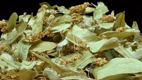 Dried Lindens Stock Footage 332571352