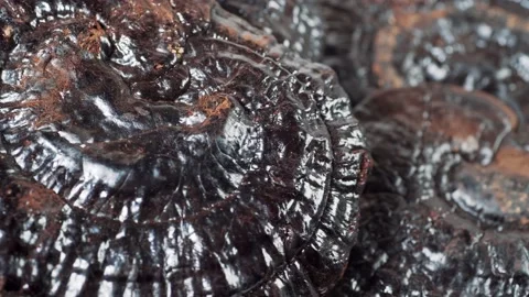 Dried Lingzhi or Ganoderma Lucidum or Reishi rotating macro footage, herbs for 스톡 동영상 166923512