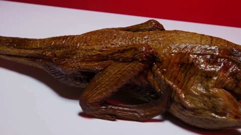 Dried lizard specimen displayed motionless on white surface Stock Footage 328349191
