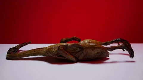 Dried lizard specimen displayed on white surface Stock Footage 328349280