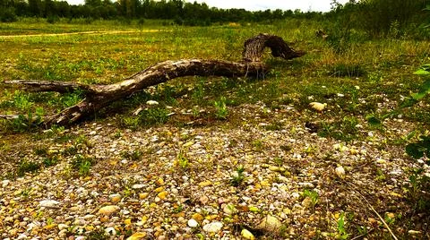 Dried log on the coast Stockfoto's