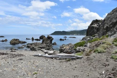 Dried up Log Stockfoto's