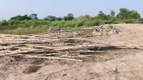 Dried Logs in Arid Landscape 库存影片 340517474