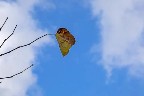 A dried, lonely leaf on bare branches against a blue sky. 스톡 사진