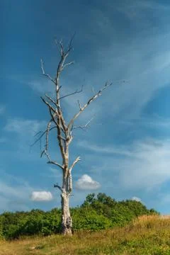 The dried lonely tree against the background of the cloudy blue sky Stock Photos