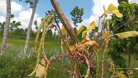 Dried long beans in a beautiful rural environment. 스톡 동영상 334916494