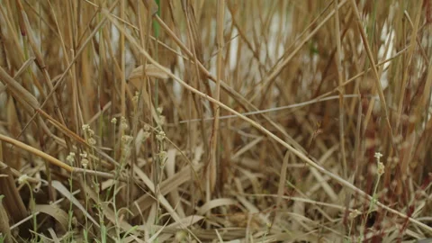 Dried long Grass Stock Footage 292050831