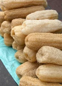 Dried loofah Stock Photos