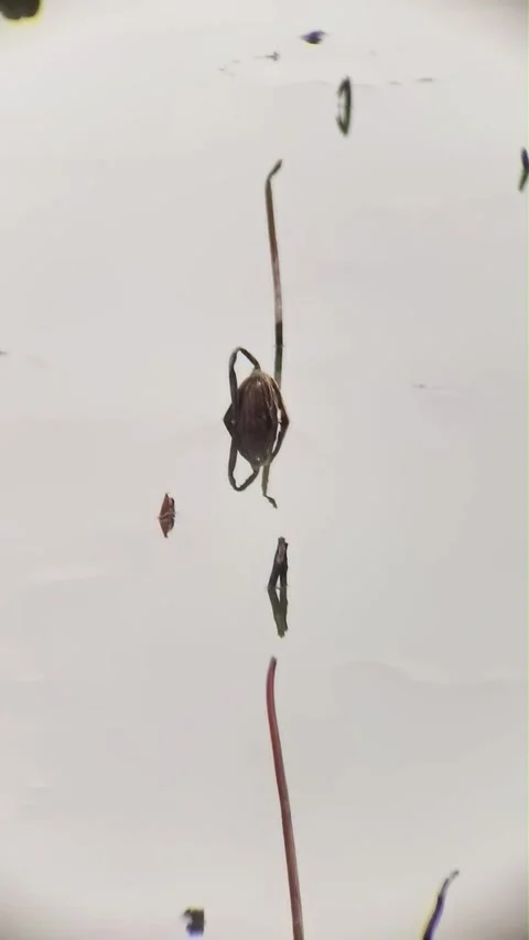 Dried Lotus Seed Head and Stalks with Reflections in Calm Water, China Vídeo Stock 337386760
