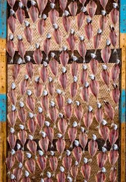 Dried Mackerel Stock Photos