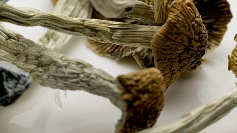 Dried Magic Mushrooms used with Psychoanalysis to treat mental disorders such as Stock Footage 105462524