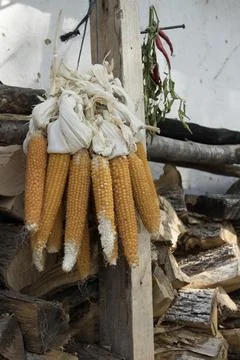 Dried Maize Bundle Closeup Stock Photos