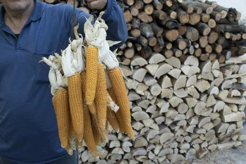 Dried Maize Cobs in Hand over Firewood Stack Stock Photos
