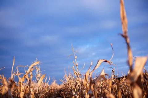 Dried maize plants under a cloudy blue sky Stock Photos