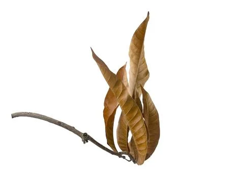 A dried mango leaf branch resembling flames, its curled leaves creating an .. Stock-Fotos