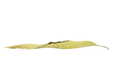 Dried mango leaf isolated on white background Stock Photos