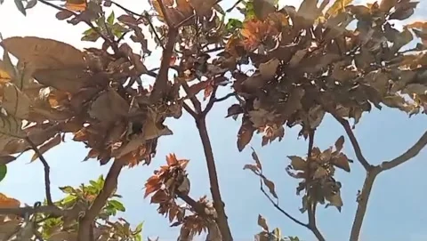 Dried mango leaves decorate tree branches. Stock Footage 338086363