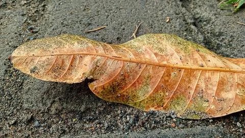 Dried mango leaves Stock Photos