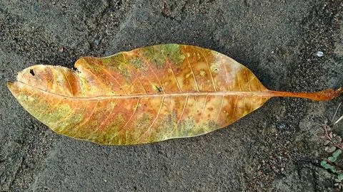 Dried mango leaves Stock Photos