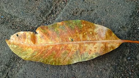 Dried mango leaves Stock Photos