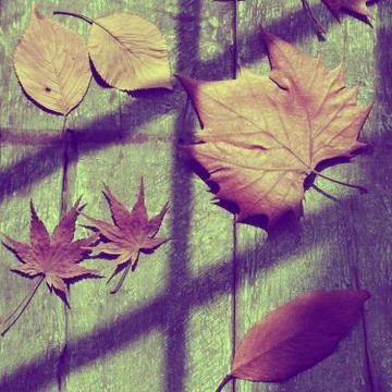 Dried maple leaf, art background Stock Photos
