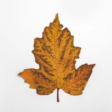 Dried maple leaf composition in flat lay. Stock Photos