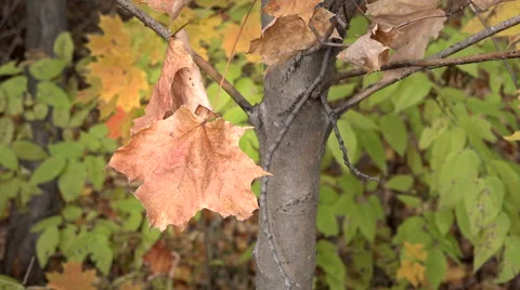 Dried Maple Leaf Stock Footage 43179493
