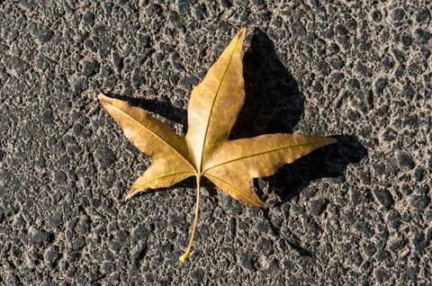 A dried maple leaf on the ground Stock Photos