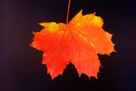 Dried maple leaf Stock Photos