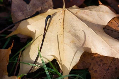 Dried Maple Leaf with Veins and Grass Stock Photos