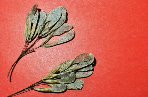 Dried maple seeds "Noses". Stock Photos