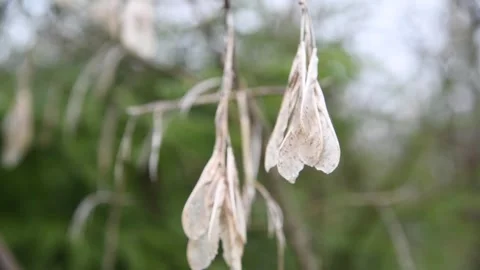 Dried maple tree seeds on branch Stock Footage 272296573