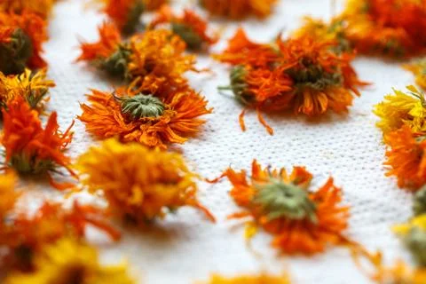 Dried marigolds 스톡 사진