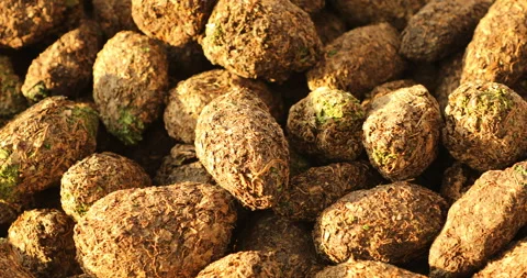 Dried Marijuana Buds for sell Stock Footage 303878262
