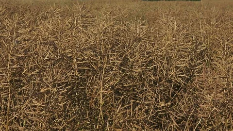 Dried matured rape in the field.  Field of ripe rape. 스톡 동영상 79167237