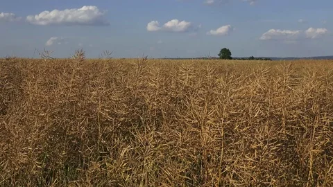 Dried matured rape in the field.  Field of ripe rape. Video stock 79222665