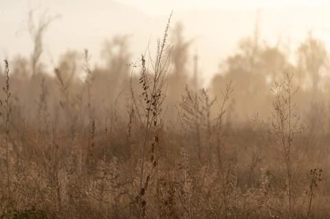 Dried meadow grass in sunlight, selective focus, abstract background Stock Photos