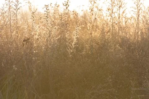 Dried meadow grass in sunlight, selective focus, abstract background Foto stock
