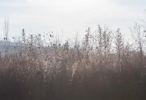 Dried meadow grass in sunlight, selective focus, abstract background Stock Photos