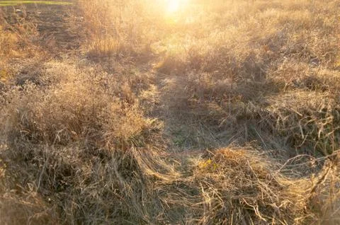 Dried meadow grass in sunlight, selective focus, abstract background Stock-Fotos