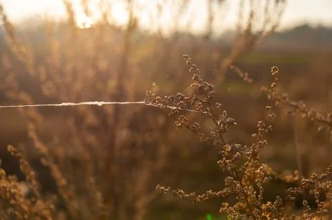 Dried meadow grass in sunlight, selective focus, abstract background Stock Photos