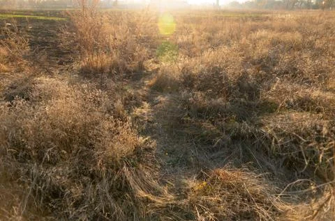 Dried meadow grass in sunlight, selective focus, abstract background Stock Photos
