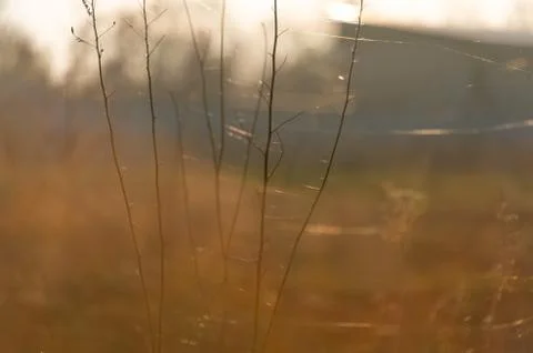 Dried meadow grass in sunlight, selective focus, abstract background Stock Photos