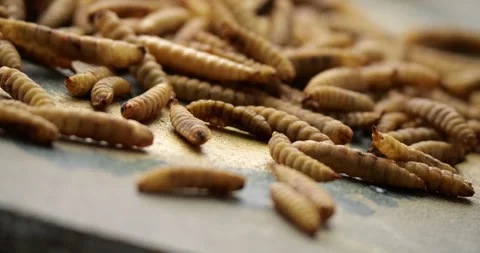 Dried mealworms rotating close-up showcasing high-protein bodybuilding diet Stock Footage 308439132